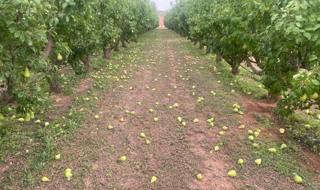 El reventón seco arrasa con más de un millón de kilos de pera Ercolini DOP Jumilla