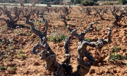 Más de 200 agricultores de Jumilla solicitan las ayudas de la CARM para viñas viejas