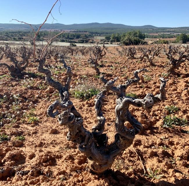 Más de 200 agricultores de Jumilla solicitan las ayudas de la CARM para viñas viejas