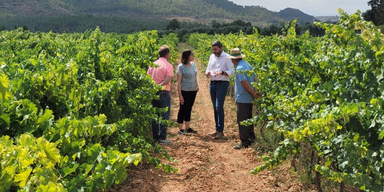 El IMIDA registra seis nuevas variedades de uva de vinificación de una gran calidad