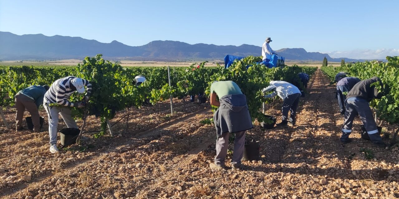 La vendimia arranca en la DOP Jumilla “con buen estado del viñedo, pero menos cantidad de uva”