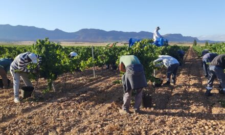 La vendimia arranca en la DOP Jumilla “con buen estado del viñedo, pero menos cantidad de uva”