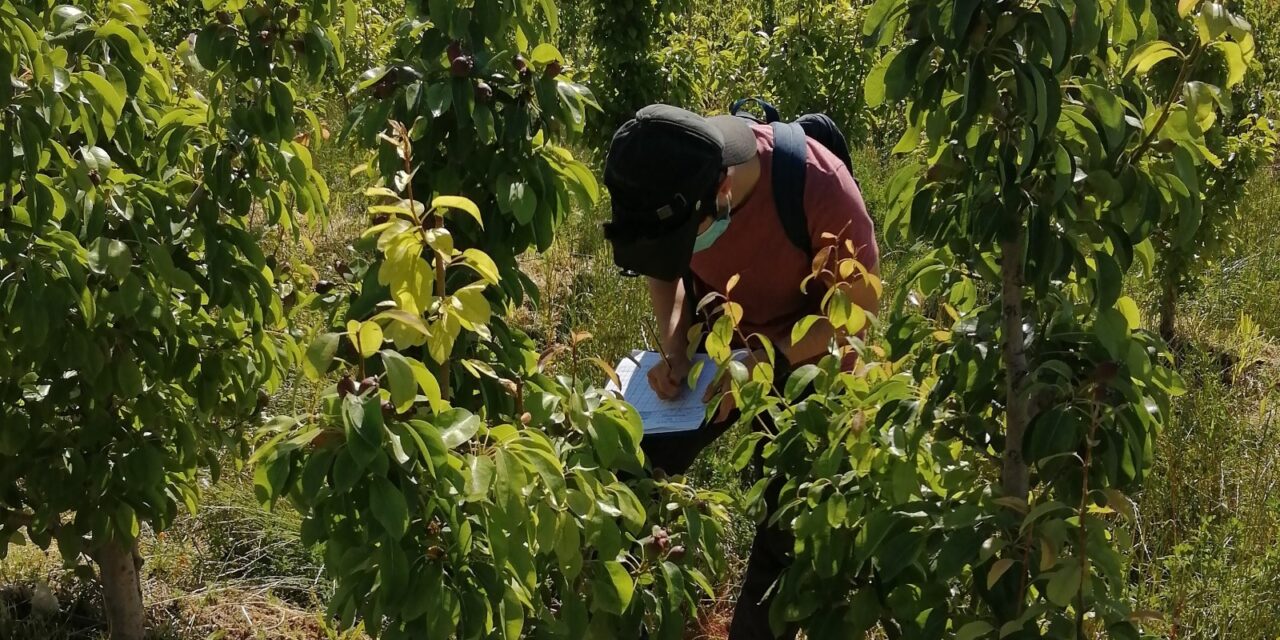 El IMIDA impulsa la mejora del cultivo de la pera de Jumilla fomentando la sostenibilidad