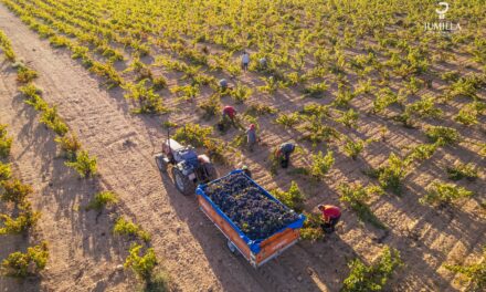 La DOP Jumilla obtiene una de las mejores cosechas, “nunca vista”, con 53,6 millones de kilos de uva