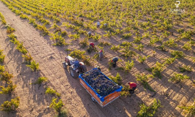 La DOP Jumilla obtiene una de las mejores cosechas, “nunca vista”, con 53,6 millones de kilos de uva