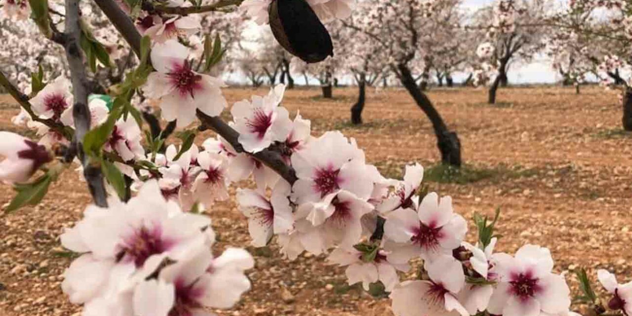 Comienza la campaña contra la a vispilla del almendro en Jumilla