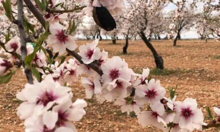 Comienza la campaña contra la a vispilla del almendro en Jumilla