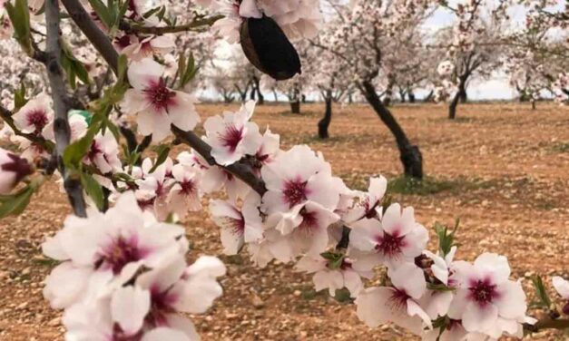 Comienza la campaña contra la a vispilla del almendro en Jumilla