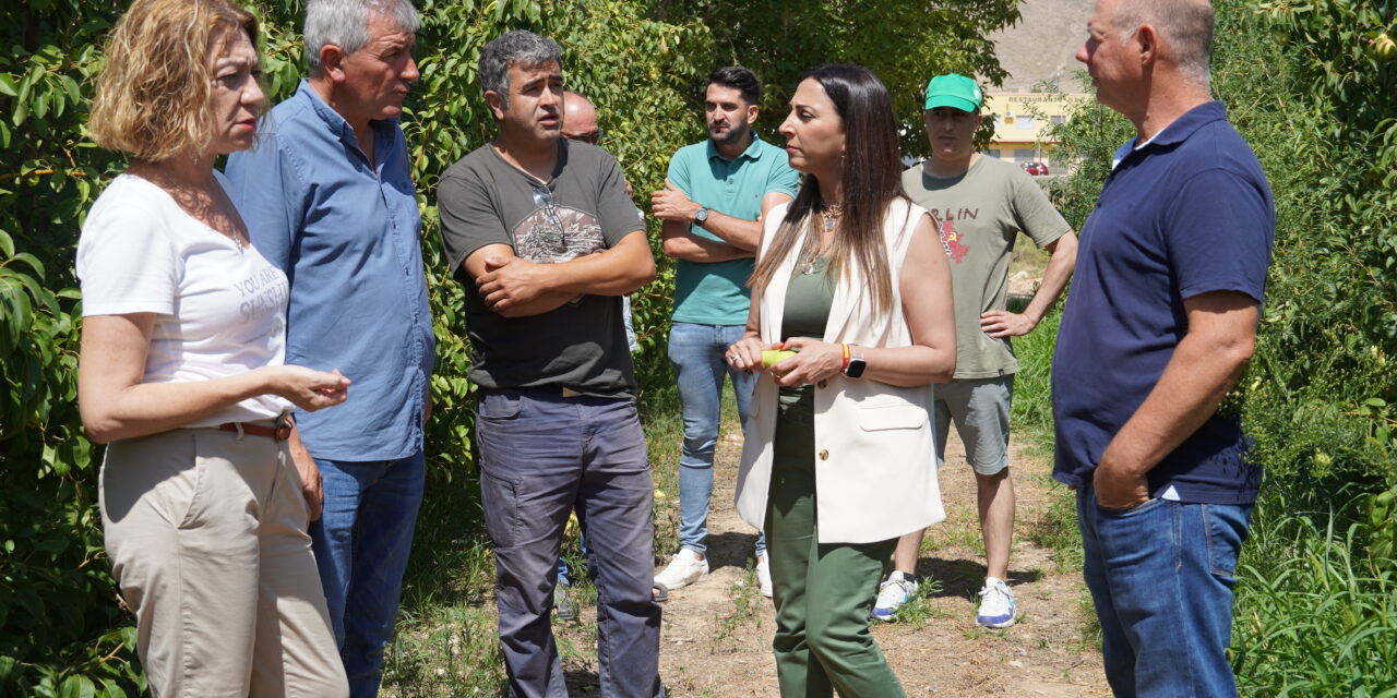 La campaña de la pera Ercolini recupera este año las 20.000 toneladas de cosecha