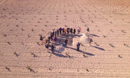 Expertos mundiales profundizan, en un documental, sobre el viñedo viejo en la DOP Jumilla