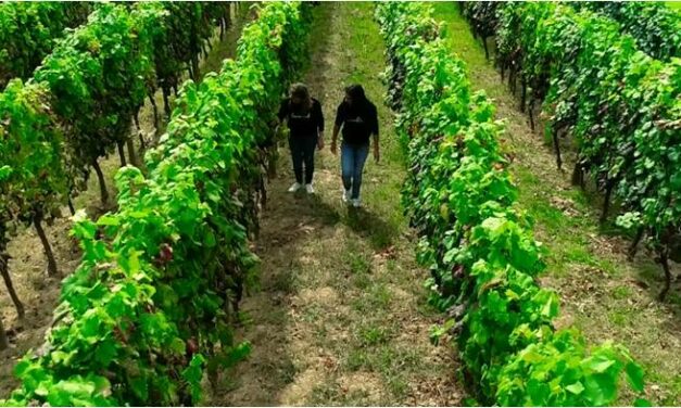 Las mujeres rurales celebran su día internacional, con una jornada en la Cañada del Trigo mañana martes