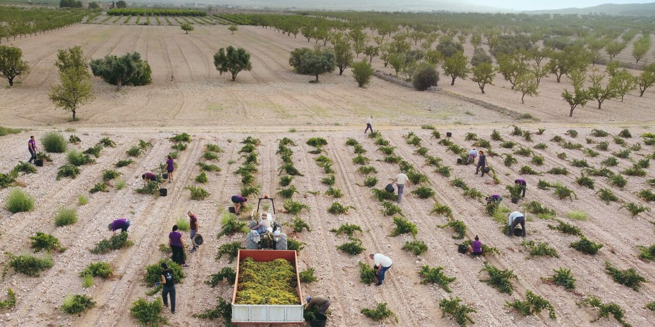 La sequía provoca una vendimia con la menor producción de su historia