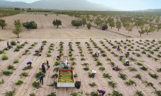 La sequía provoca una vendimia con la menor producción de su historia