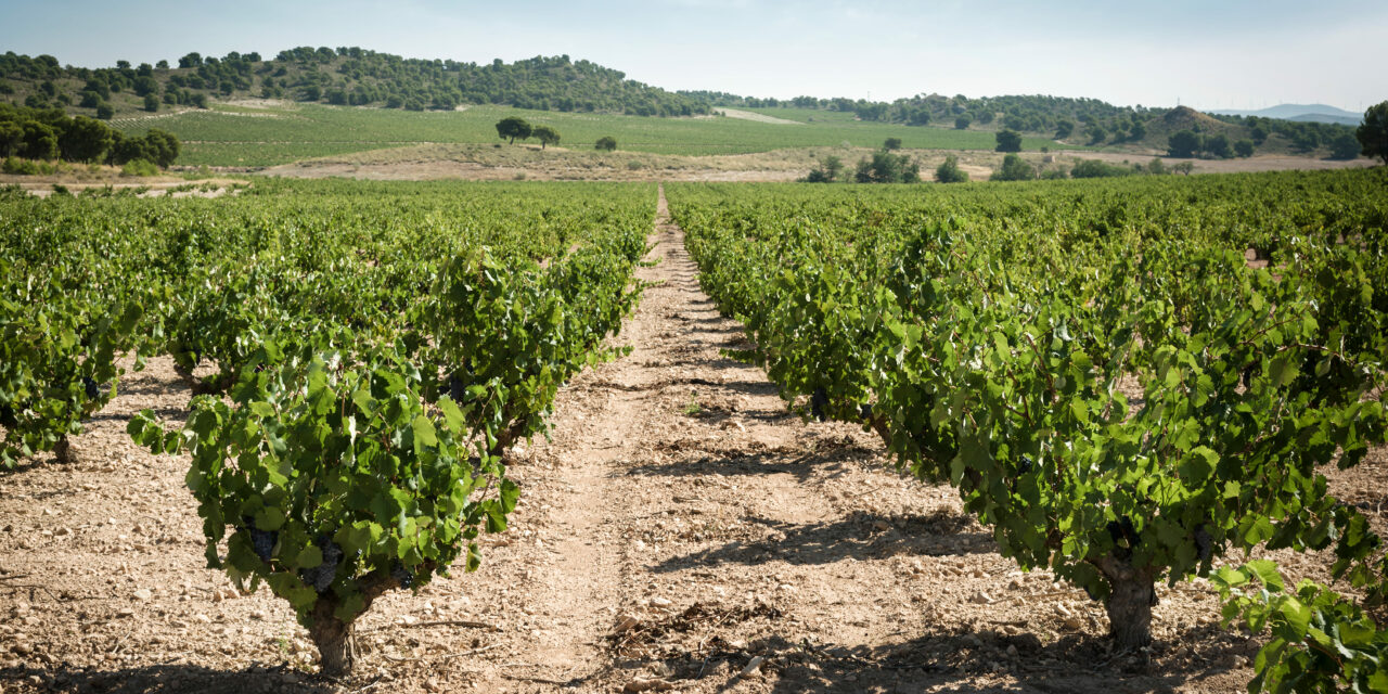 La DOP Jumilla ofrecerá junto a WSET Academy un curso de educador en vinos