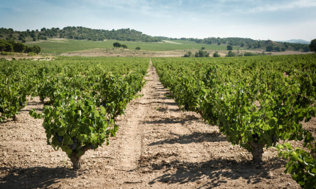 La DOP Jumilla ofrecerá junto a WSET Academy un curso de educador en vinos