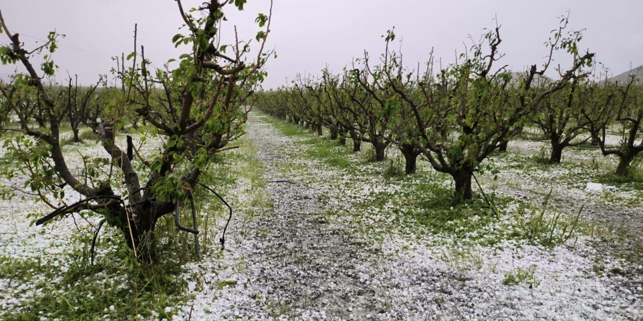 La granizada en Jumilla ocasiona pérdidas por 59 millones de euros de valor de producción