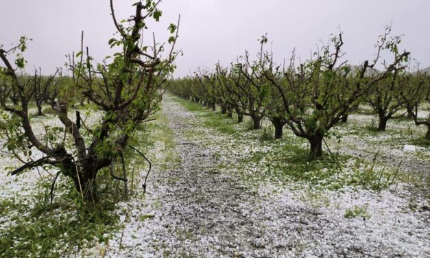 La granizada en Jumilla ocasiona pérdidas por 59 millones de euros de valor de producción