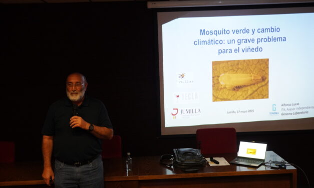 “Si no se protege la vid de la plaga del mosquito verde, la planta se secará”