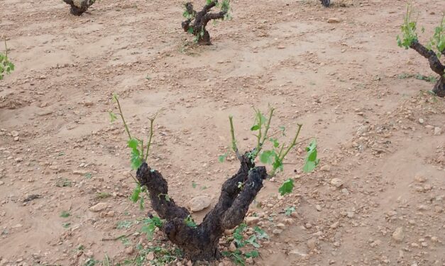 Carolina Martínez. Secretaria del Consejo Regulador. «En la mitad sur de la DOP, tendremos una cosecha muy limitada»