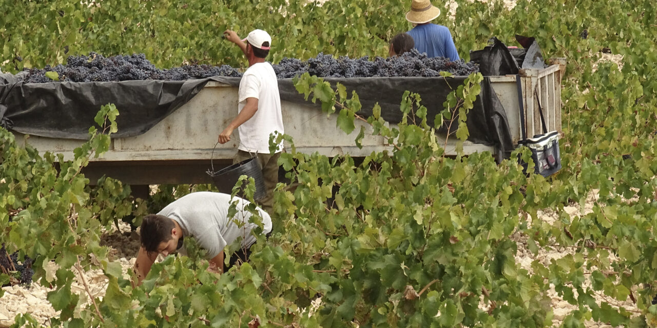 Los tractores llegan a los viñedos de las bodegas que conforman la DOP Jumilla