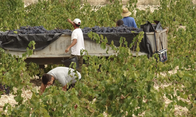 Los tractores llegan a los viñedos de las bodegas que conforman la DOP Jumilla