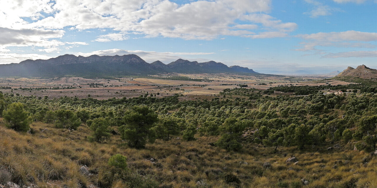 Cuidar el monte en invierno para no llorar en verano
