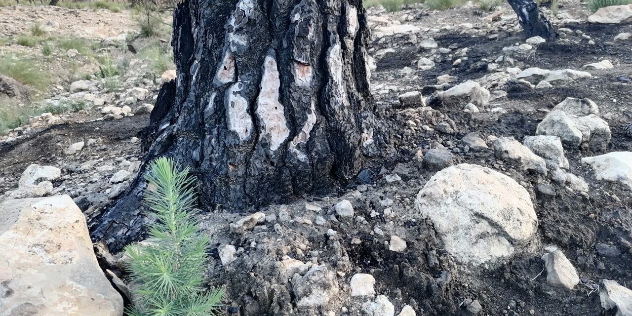 “Una adecuada planificación y gestión ambiental puede evitar y prevenir incendios”