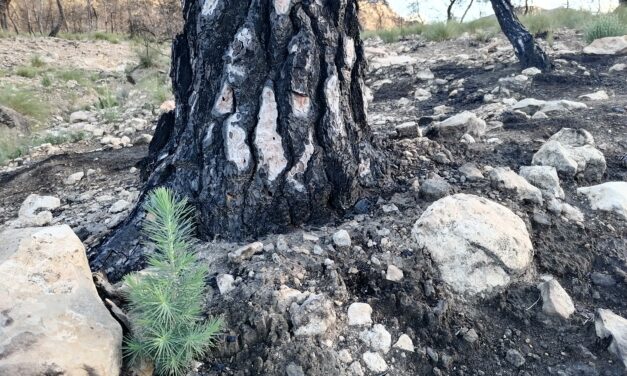 “Una adecuada planificación y gestión ambiental puede evitar y prevenir incendios”