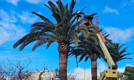 Agricultura informa de las medidas para prevenir la plaga de picudo rojo