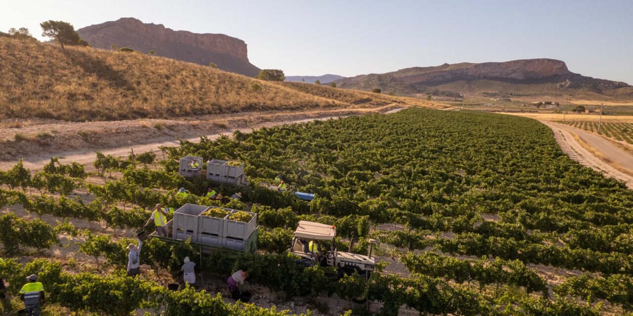 La campaña 2025 DOP Jumilla sube en un millón de kilos de uva con respecto a 2024