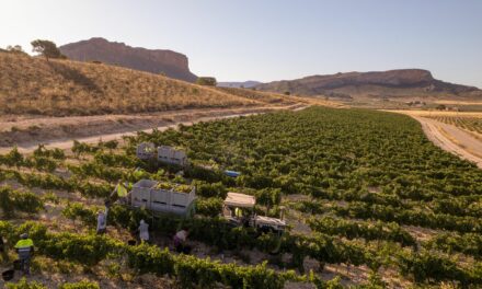 La campaña 2025 DOP Jumilla sube en un millón de kilos de uva con respecto a 2024