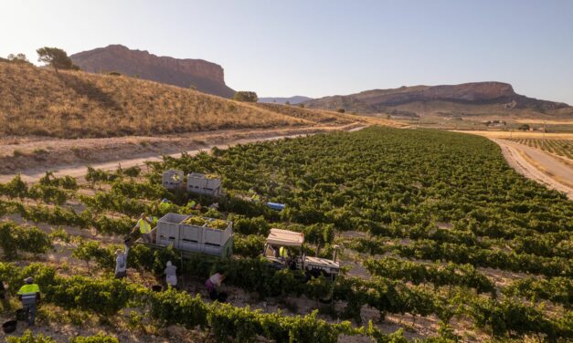 La campaña 2025 DOP Jumilla sube en un millón de kilos de uva con respecto a 2024