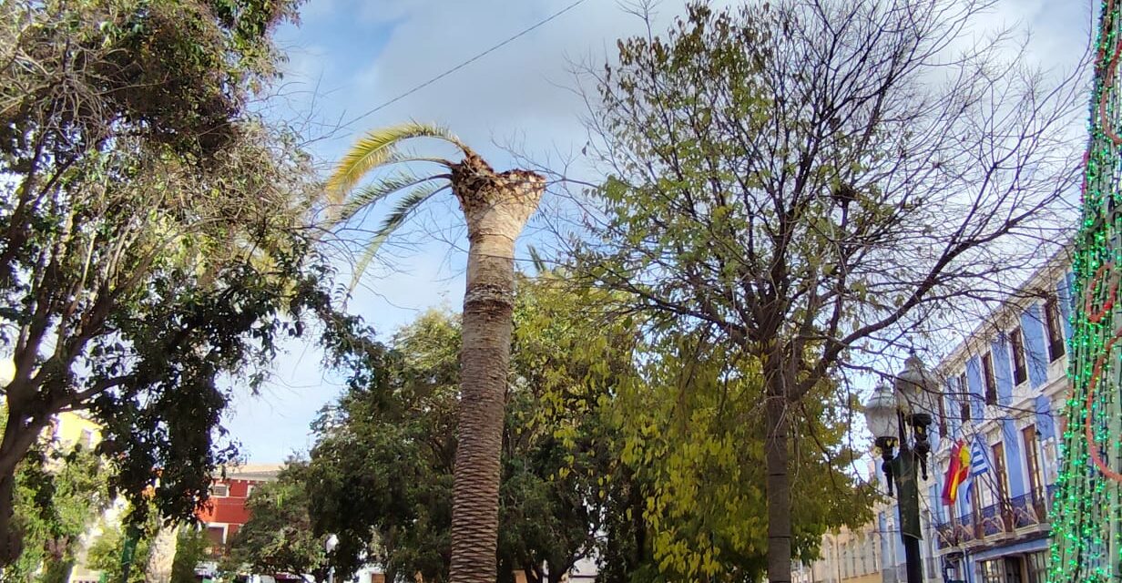 IU Verdes-Podemos denuncia daños de picudo rojo en una palmera del jardín de Las Ranas y solicita un informe al concejal