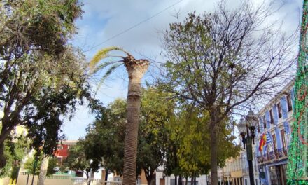 IU Verdes-Podemos denuncia daños de picudo rojo en una palmera del jardín de Las Ranas y solicita un informe al concejal