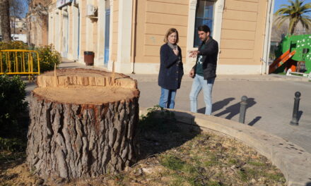 Se retira el pino ubicado junto a la estación debido al peligro de vuelco