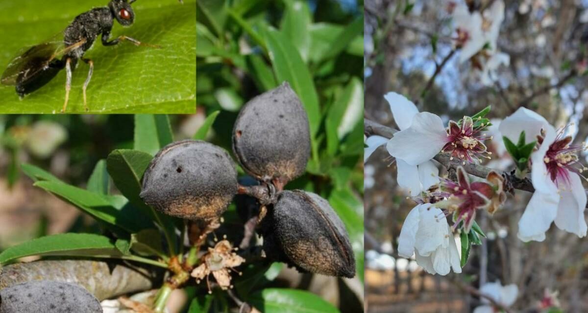 Agricultura informa del inicio del periodo para el tratamiento contra la avispilla del almendro