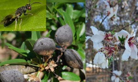 Agricultura informa del inicio del periodo para el tratamiento contra la avispilla del almendro