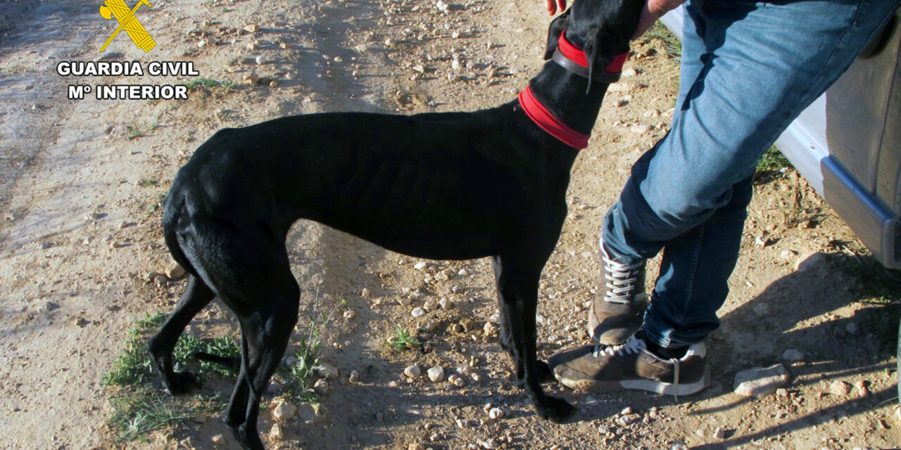 La Guardia Civil investiga a un vecino de Jumilla por caza de liebres en época de veda