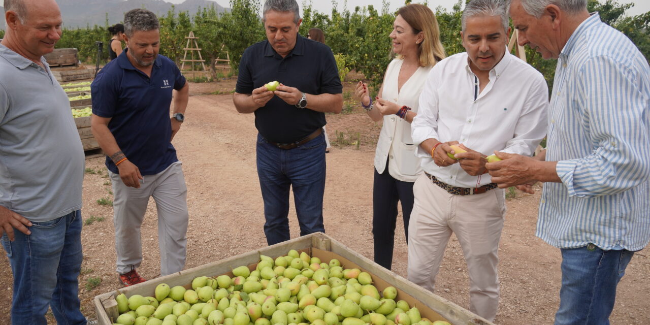 La campaña de la pera Ercolini vuelve a la normalidad con más de 23.300 toneladas