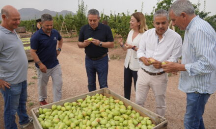 La campaña de la pera Ercolini vuelve a la normalidad con más de 23.300 toneladas