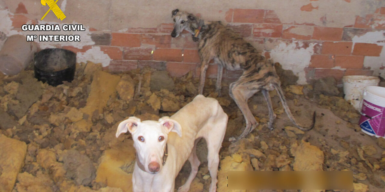 Investigan a un vecino de Jumilla por maltrato animal tras rescatar a un galgo desnutrido y moribundo