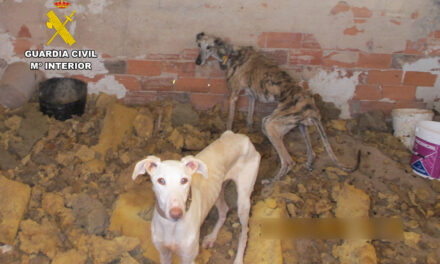 Investigan a un vecino de Jumilla por maltrato animal tras rescatar a un galgo desnutrido y moribundo