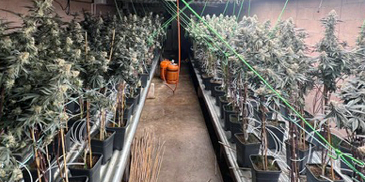 Detenido un vecino de Jumilla tras desmantelar la Guardia Civil un invernadero con cerca de 400 plantas de marihuana
