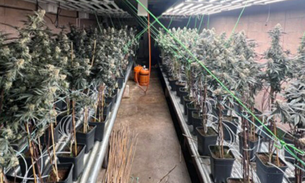 Detenido un vecino de Jumilla tras desmantelar la Guardia Civil un invernadero con cerca de 400 plantas de marihuana