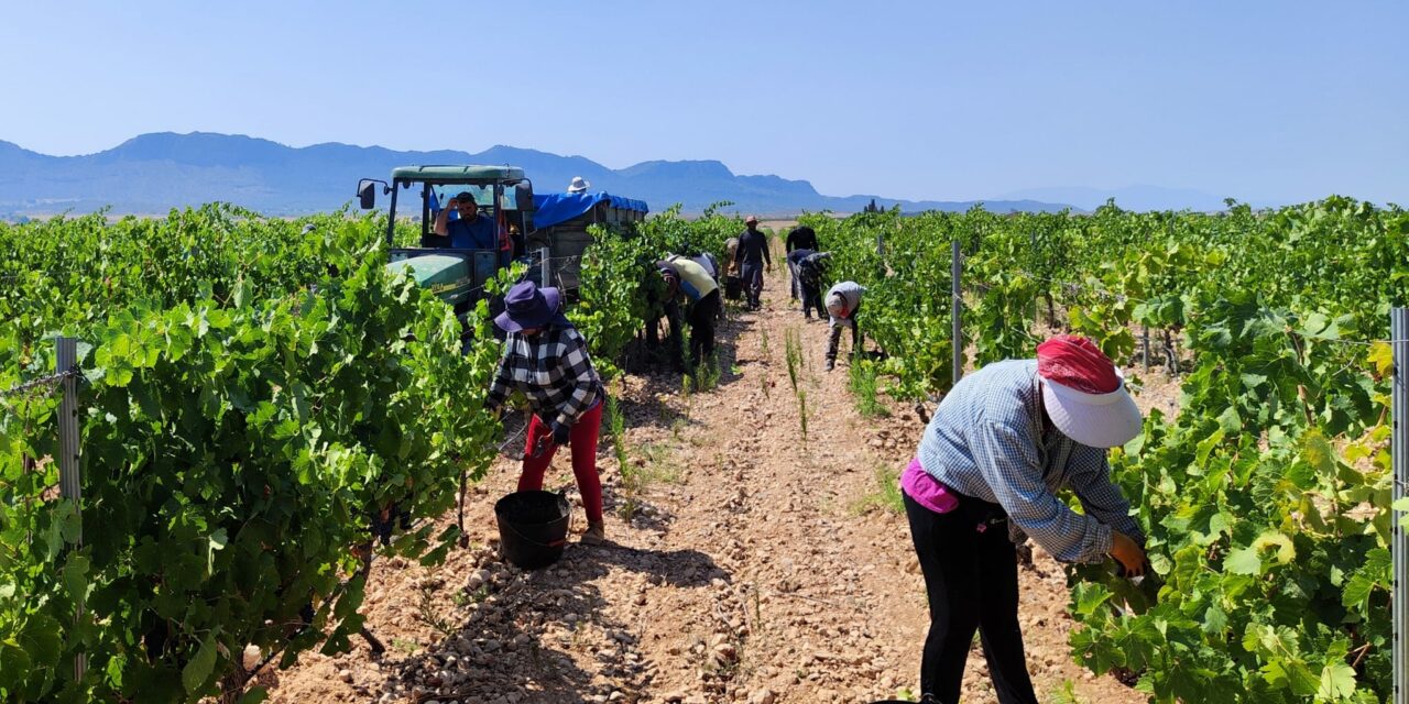 En Jumilla ha empezado la vendimia más temprana, según los registros de la DOP