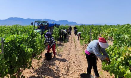 En Jumilla ha empezado la vendimia más temprana, según los registros de la DOP