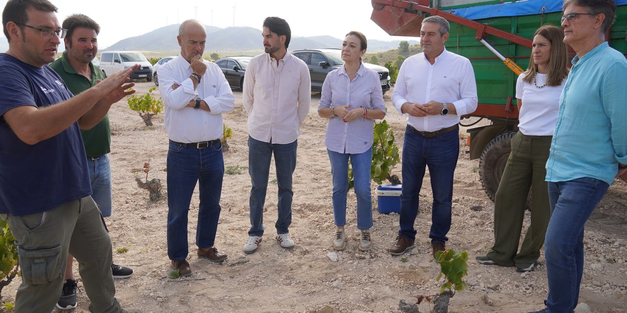 El sector espera una producción de 70 millones de kilos de uva, a pesar de las dificultades que atraviesa