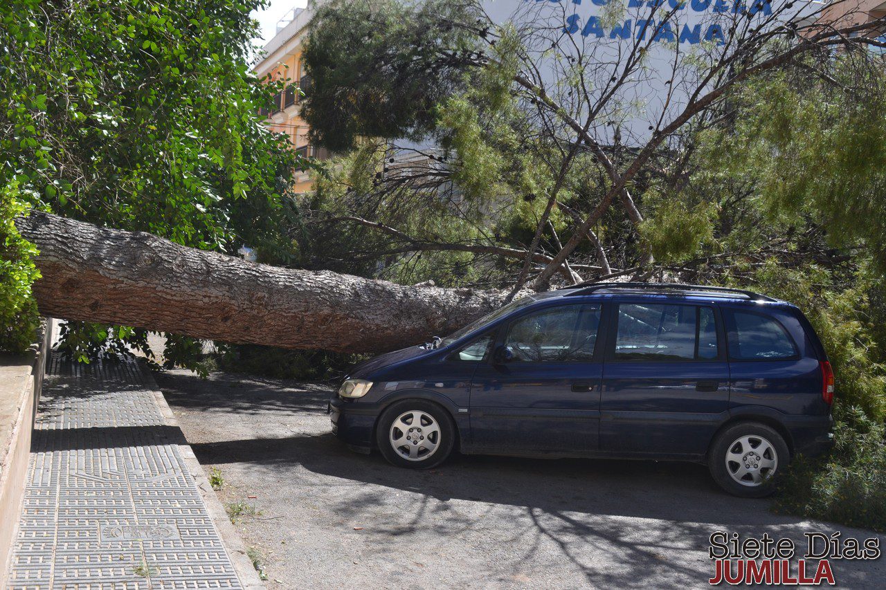 Las fuertes rachas de viento han derribado un pino centenario de la Plaza de El Rollo de unos 20 metros de largo