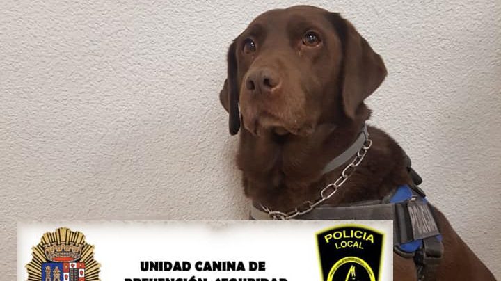 La Unidad Canina de la Policía Local intercepta a un individuo en posesión de 300 gramos de hachís