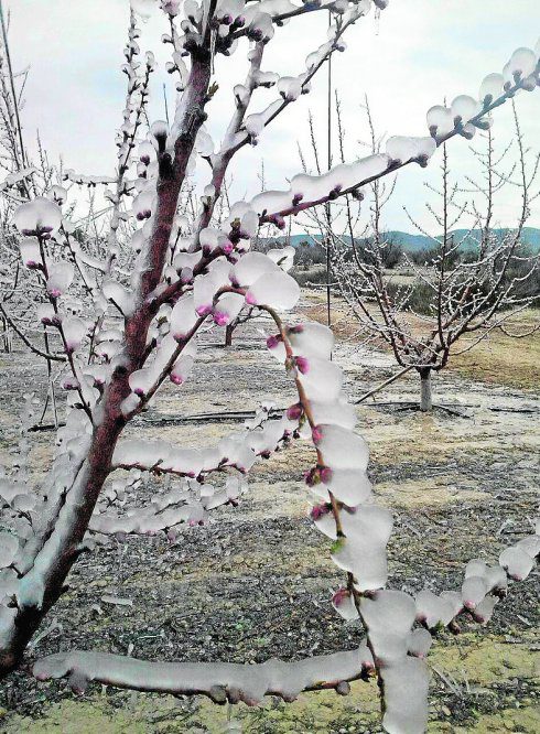El episodio de heladas en la comarca del Altiplano no implica riesgo ni peligro para los cultivos leñosos de la zona